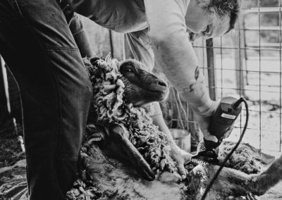 black and white image of a woman shearing a sheep with clippers